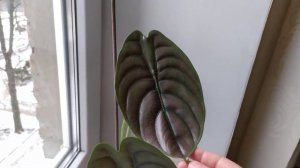 Алоказия медно-красная "Ред Секрет" и детки