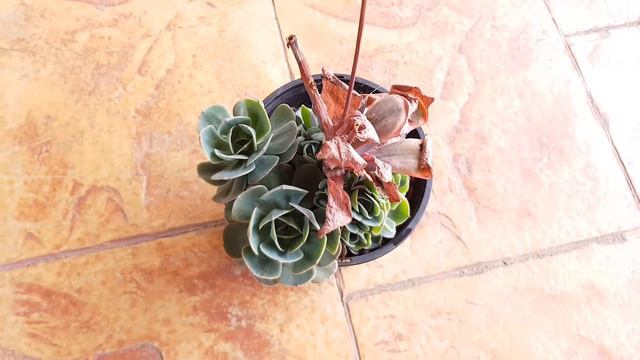 [LP Bites] Terminal Flower Stalks