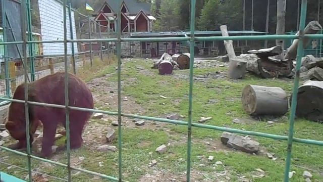 Мишка косолапый смотреть онлайн