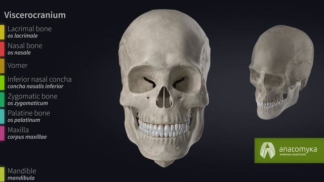 Skull (cranium) - Overview of the bones of the skull (Anatomyka app 3D model) смотреть онлайн