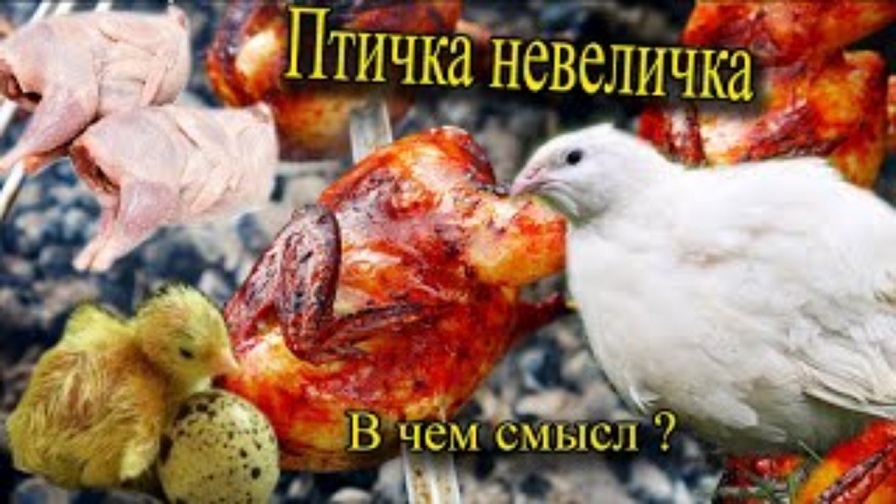 Перепел техасский белый бройлер Что за птичка невеличка Немного о мясной породе смотреть онлайн