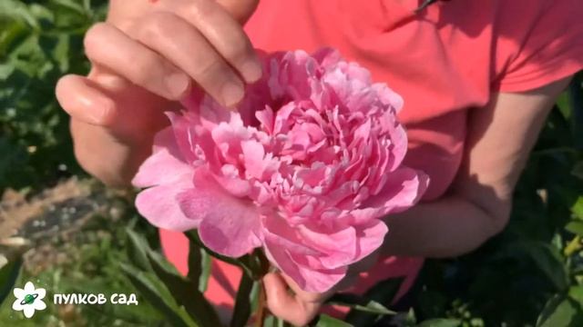 The Fawn peony. Фавн пион. Пулков сад смотреть онлайн