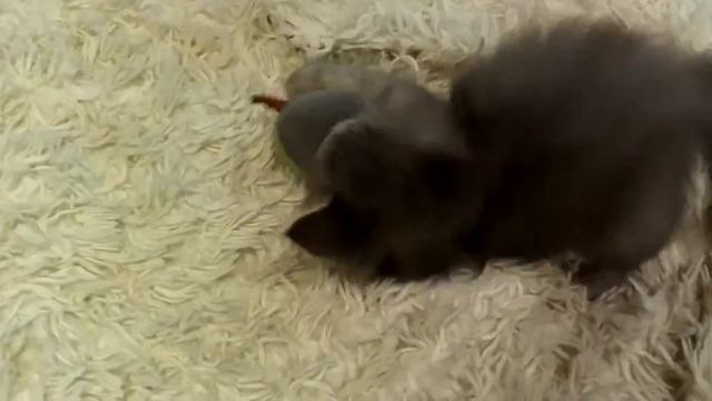 Падение в пропасть)) Первый полет котенка.. с дивана.mp4 смотреть онлайн