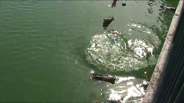 огромные крокодилы, кормление смотреть онлайн