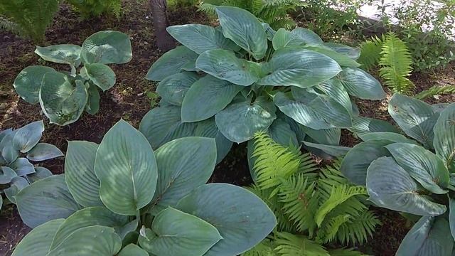 Empress Wu. Хоста гигант. 4 года. Китайская императрица.  2 июня 2021 г.