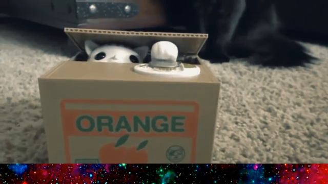 Cat video reactions/video reacciones de gatos смотреть онлайн