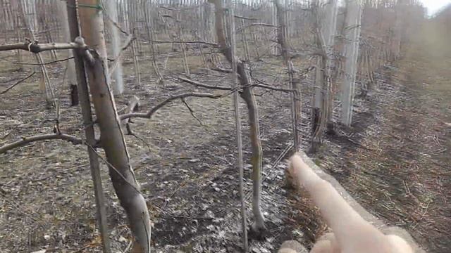 ЯБЛОЧНЫЙ САД ИНТЕНСИВНОГО ТИПА. ТОНКОСТИ ОБРЕЗКИ. смотреть онлайн