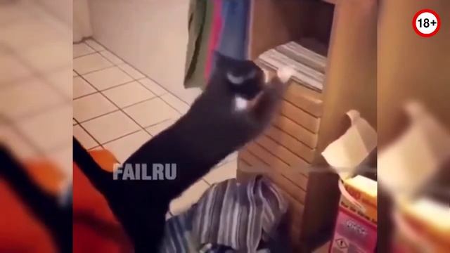 ?? СМЕХ ДО СЛЕЗ | Gifs With Sound | ПРИКОЛЫ 2019 МАЙ #18 смотреть онлайн