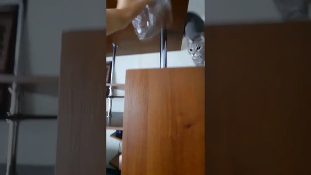 Зачем дорогие игрушки , если есть пакет ? #cat #кошка #игрушка #котики смотреть онлайн