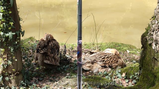 2021Сочи 5 Дендрарий смотреть онлайн