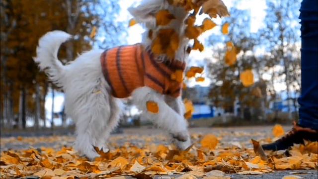 Chinese Crested Vixie. Autumn смотреть онлайн