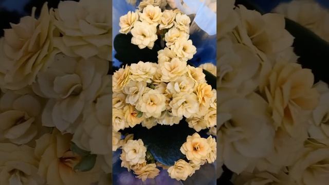 О выращивании каланхоэ