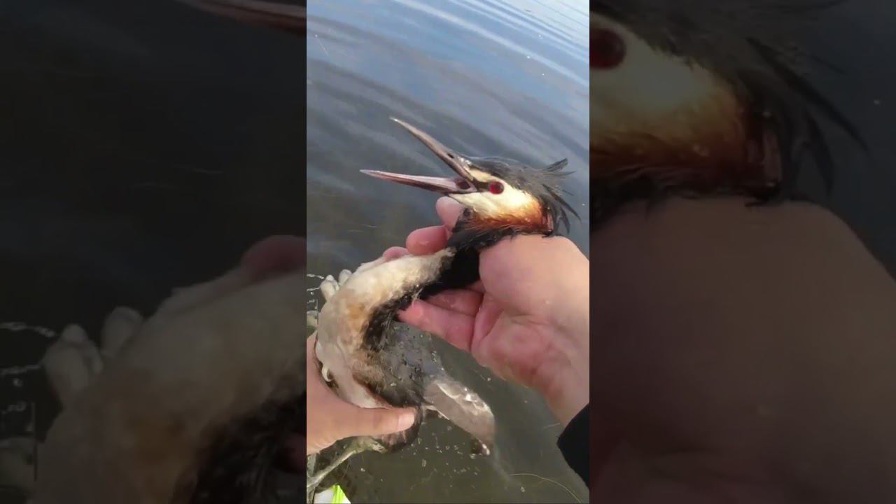 #рыбалка | Птица попала в сеть 1 | смотреть онлайн