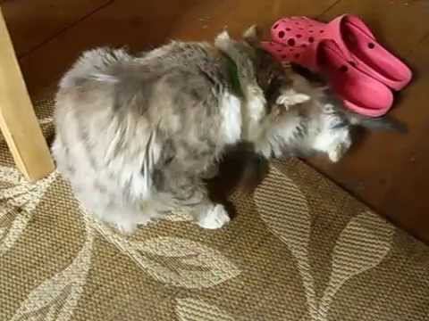 Кошачий паркур и бои без правил смотреть онлайн