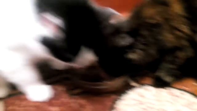 Коты жрут печёночный паштет Вискас смотреть онлайн