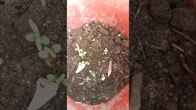 Rosemary growing from seeds смотреть онлайн