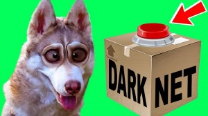 ПОСЫЛКА ИЗ ДАРКНЕТА?! (Хаски Бублик) Говорящая собака мистер Бубл