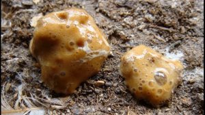 Куры несушки и их помет! Советы новичкам!