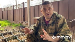 Обновляю семена картофеля сорт (Голландка)