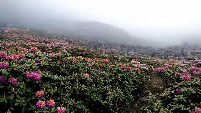 Valley of flowers SIKKIM way to nathula смотреть онлайн