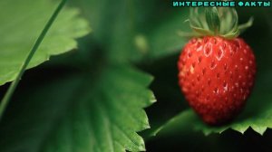 ✅ИНТЕРЕСНЫЕ ФАКТЫ О ЗЕМЛЯНИКЕ.