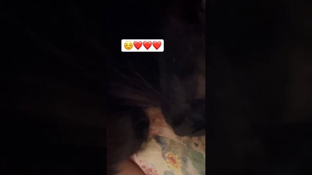 Мурмур #кошка #чернаякошка #мур #релакс #успокаивающее #дача #котики смотреть онлайн