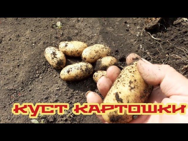 Первая картошка в этом году..... смотреть онлайн