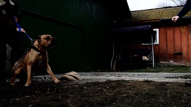 Presa canario aggressivity test смотреть онлайн