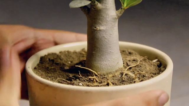 Meet Adenium RCN | Rare Arabicum variety | Home Diaries 🏡 смотреть онлайн