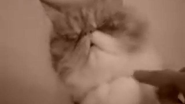 Плюшевый кот под подушкой (cat under the pillow) смотреть онлайн