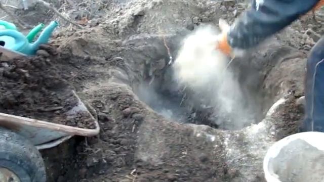 Посадка саженца винограда осенью и его укрытие. #саженцывинограда смотреть онлайн