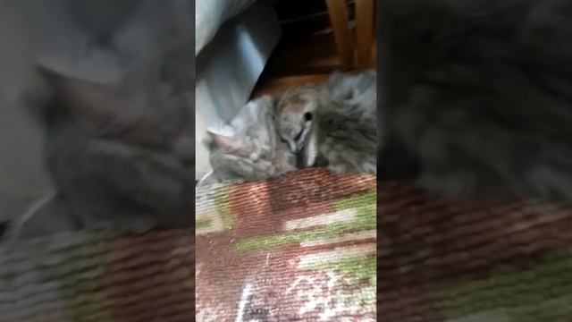 Не будите спящего суриката смотреть онлайн