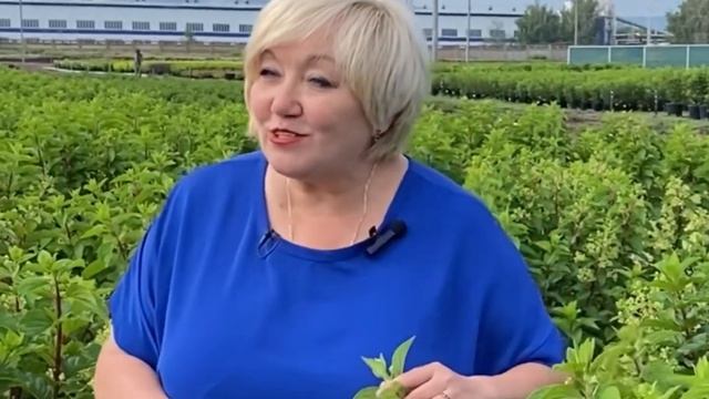 ВАНИЛА ФРАЙЗ, СТРОББЕРИ БЛОССОМ, ФРАЙЗ МЕЛЬБА смотреть онлайн