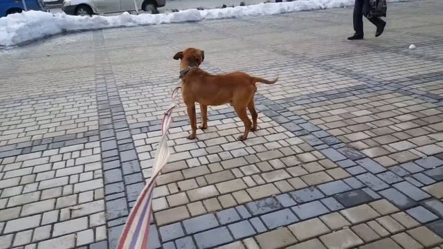 как реагируют люди на бойцовую собаку Амстафф во время выгула ???? смотреть онлайн