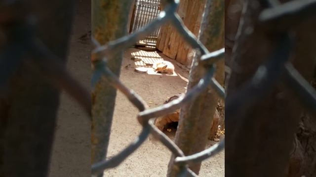 Мой поход в зоопарк смотреть онлайн