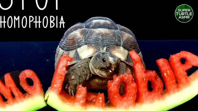 Turtle Eating Watermelon (HOMOPHOBIA) Animal ASMR Tortoise ? 20 смотреть онлайн