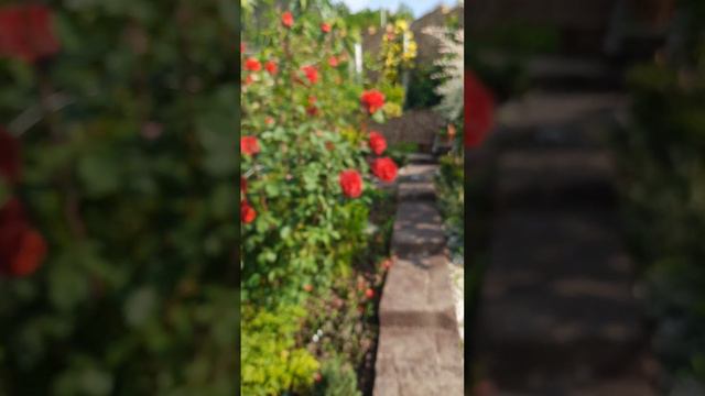 Прогулка в моем саду 🎉 смотреть онлайн