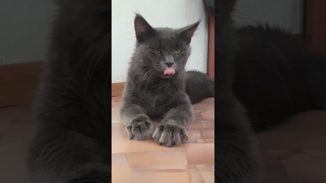 МЕЙН- КУН.... смотреть онлайн