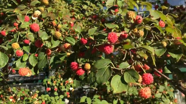 Японский кизил или дёрен смотреть онлайн