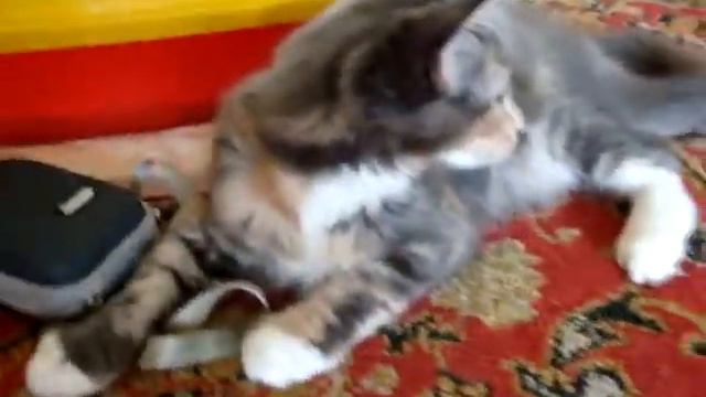 Bella@foto история 2 смотреть онлайн