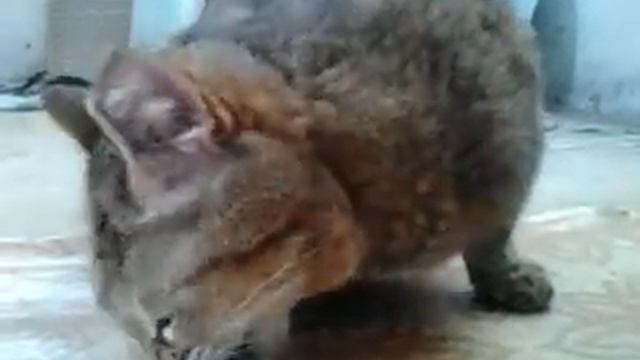 Кошка ест мышь смотреть онлайн