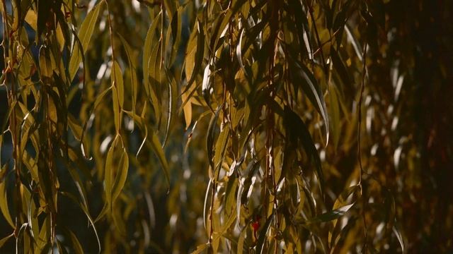 Amsterdam with Sony A7C l Digital vs Film l 4K Cinematic Travel смотреть онлайн