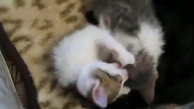 Котятам 2 месяца смотреть онлайн