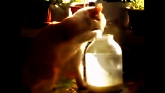 Как отдыхая не устать вам котик может показать! Весёлые кошки ) смотреть онлайн