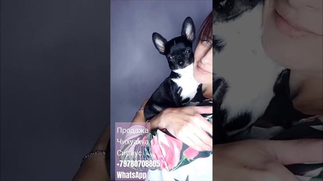 продаю чихуахуа мальчика Сириуса в самую активную семью / доставка по России смотреть онлайн