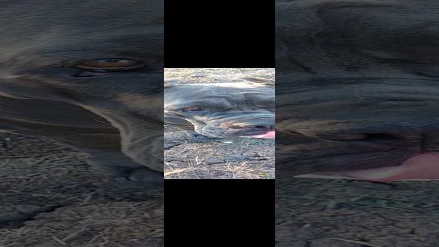 угарный пёс смотреть онлайн