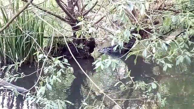 Июнь 2017 г. Заметила в речке утку с утятами. смотреть онлайн