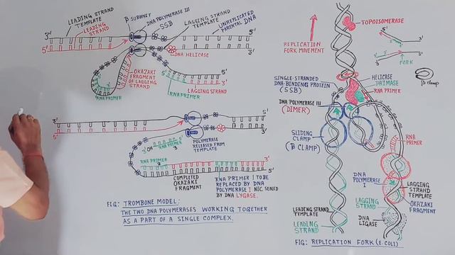 Trombone Model of DNA Replication || B.Sc. & M.Sc. Level смотреть онлайн