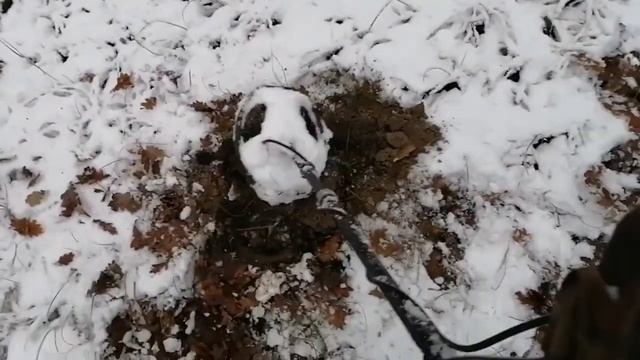 TX 850 зимний коп в лесу смотреть онлайн
