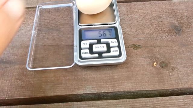 Крупные яйца как выбрать породу? "Ленинградские ситцевые" и "Панцирные" смотреть онлайн